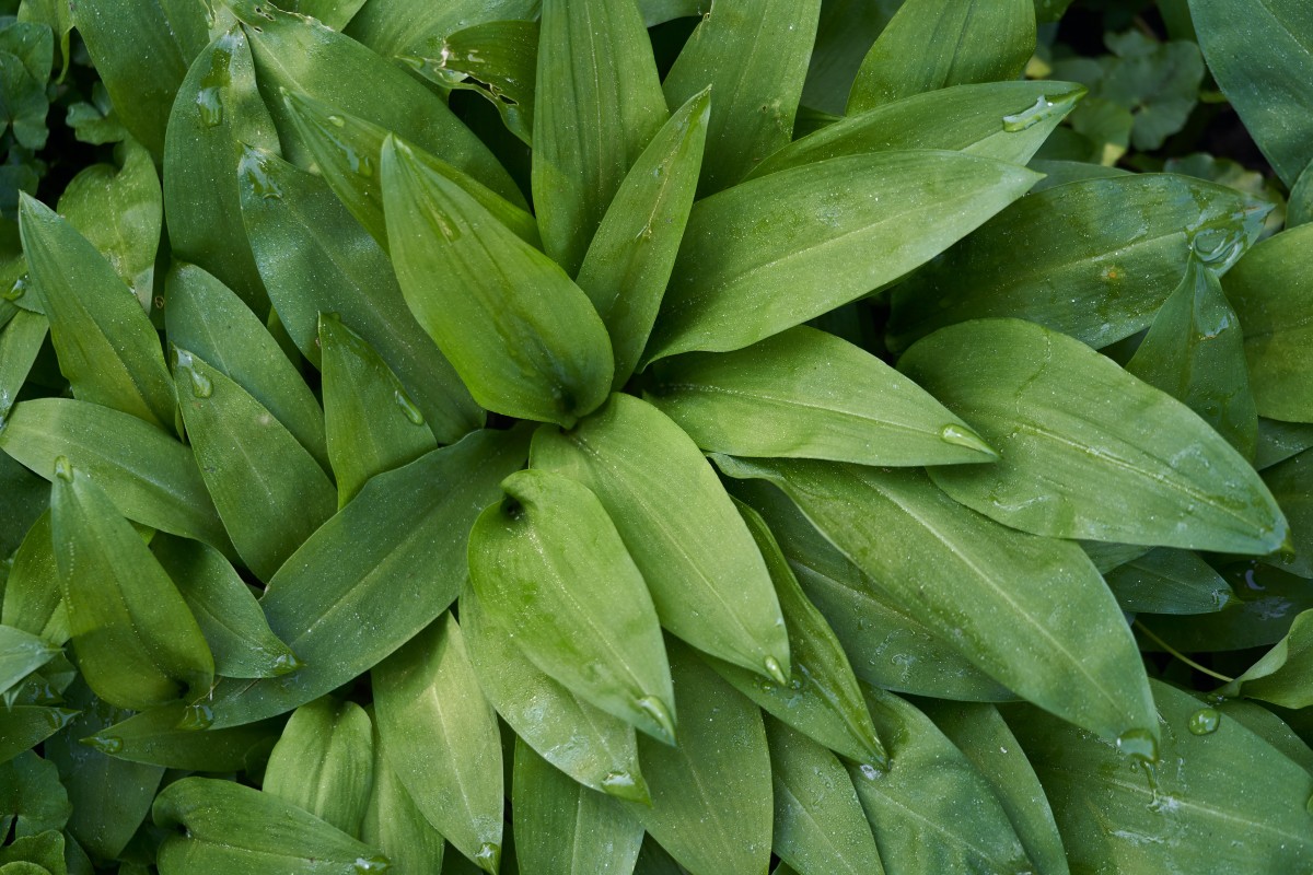 Wild Garlic Festival